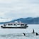 Orcas near a boat